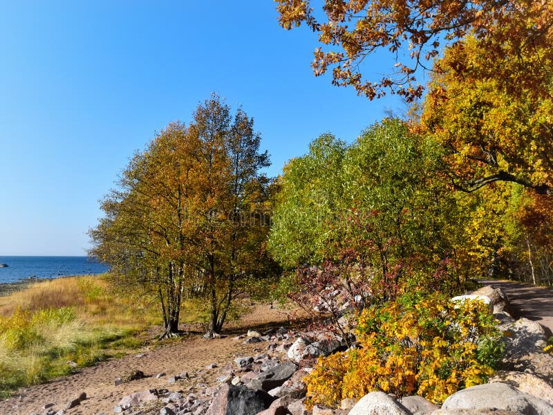Park on the Shore of the Gulf of Finland. Stock Image - Image of leaf, ecosystem: 231394515