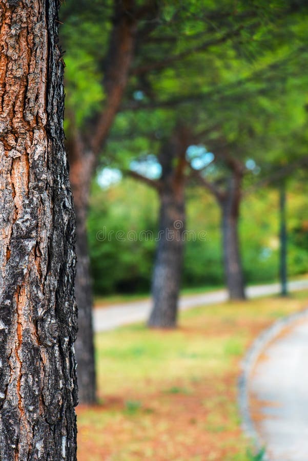 Park Tree and Defocused Blur Background Stock Photo Image of