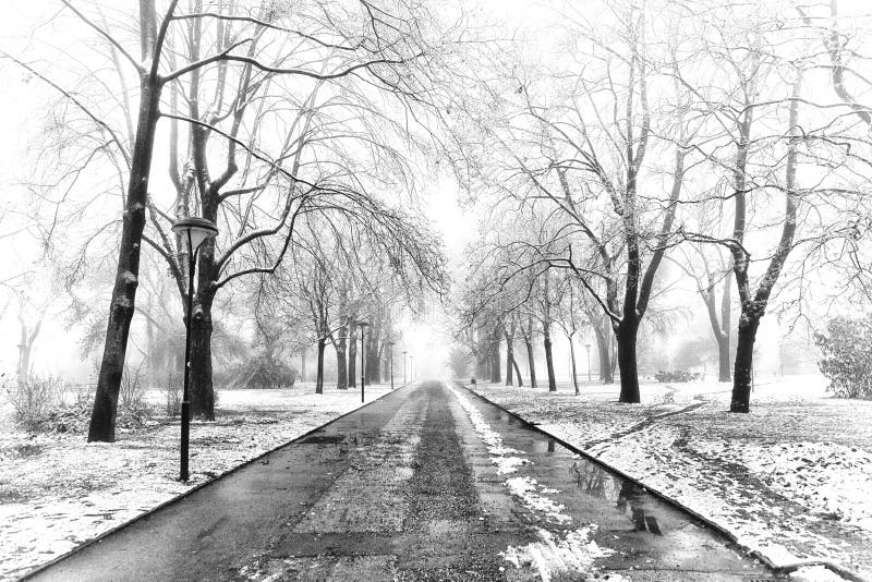 Wet road and trees in snow black white