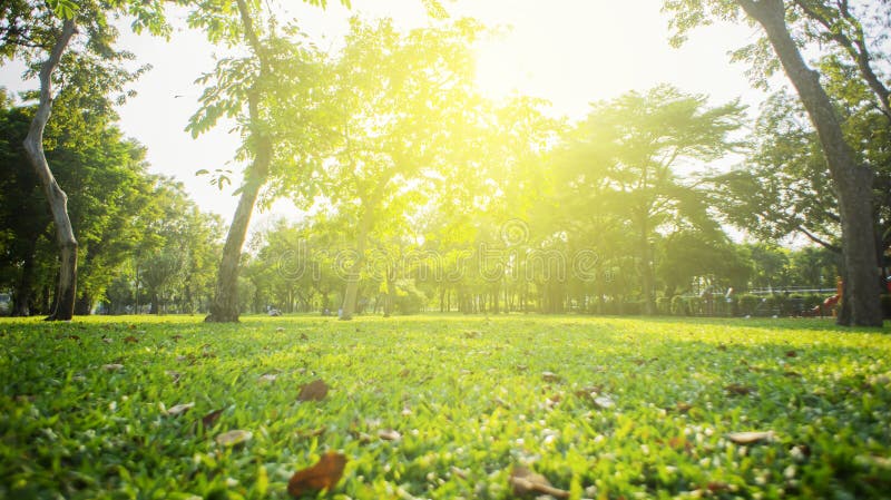 Park with bright grass and trees, sun glare. Relaxing fitness background. Spring-summer wallpaper. Low angle shooting. Park with bright grass and trees, sun glare. Relaxing fitness background. Spring-summer wallpaper. Low angle shooting