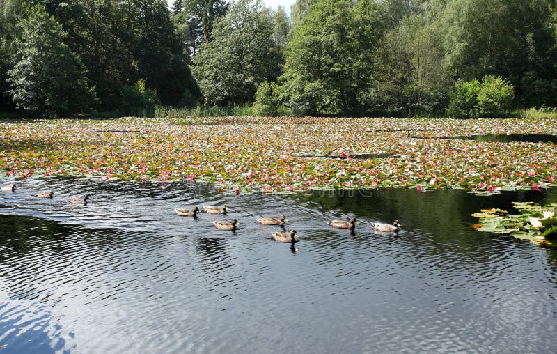 Parkland Lake full of Water Lilies and Ducks