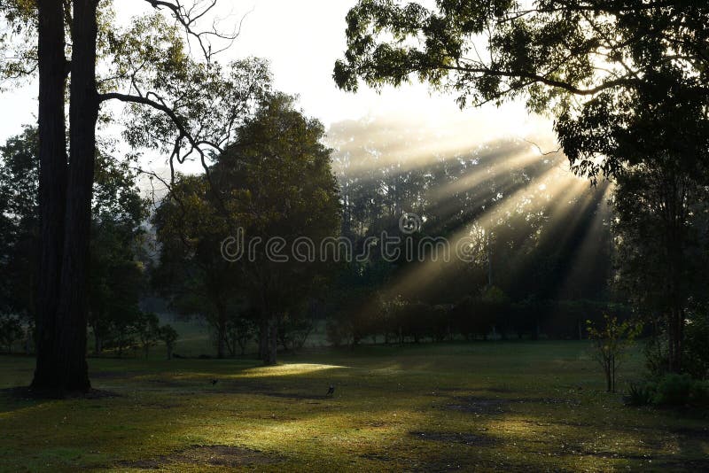 Parkland with sun through fog stock images Parkland with sun through fog stock images