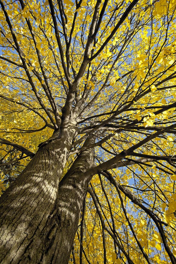 Parks, Wälder und Bäume im Herbst lizenzfreie stockfotografie Parks, Wälder und Bäume im Herbst lizenzfreie stockfotografie