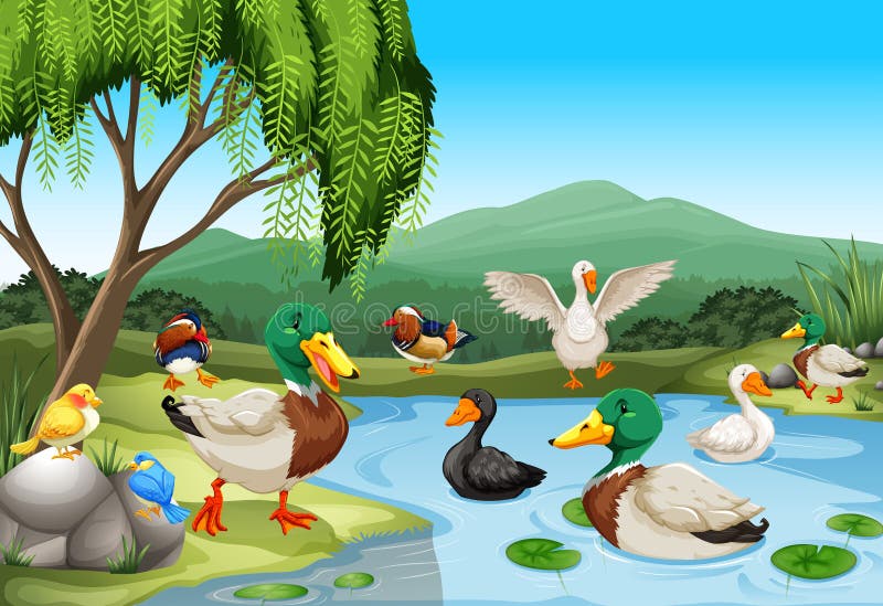 Parkscène met veel eenden en vogels vector illustratie Parkscène met veel eenden en vogels vector illustratie