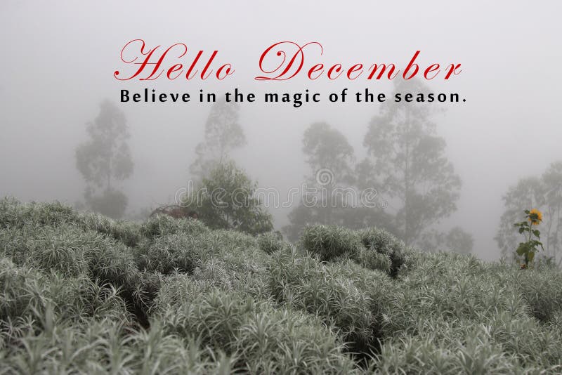 Parole ispirative - Salve dicembre Credete nella magia della stagione Con giardino edelweiss e sfondo degli alberi