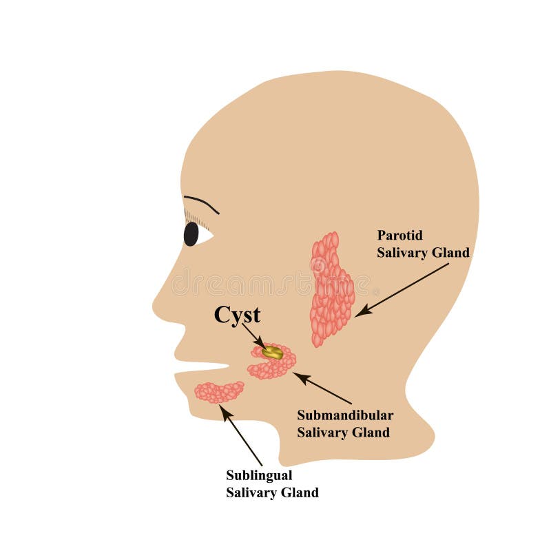 Parotid Salivary Gland Submandibular Salivary Gland Sublingual