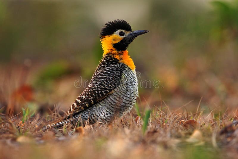 Parpadeo de Campo, campestris del Colaptes, pulsación de corriente exótica en el hábitat de la naturaleza, pájaro que se sienta e foto de archivo libre de regalías Parpadeo de Campo, campestris del Colaptes, pulsación de corriente exótica en el hábitat de la naturaleza, pájaro que se sienta e foto de archivo libre de regalías