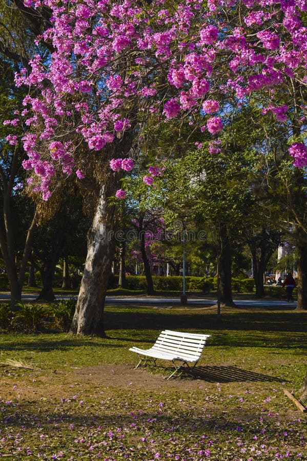 Parque foto de stock Parque foto de stock