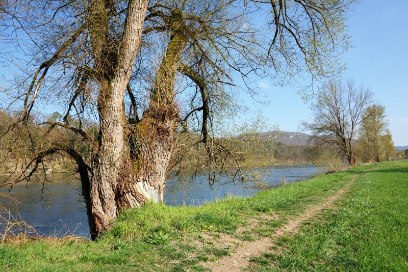 Parque bonito em bancos do rio de Aare em um dia de mola ensolarado na vila de Villigen, Suíça imagem de stock Parque bonito em bancos do rio de Aare em um dia de mola ensolarado na vila de Villigen, Suíça imagem de stock