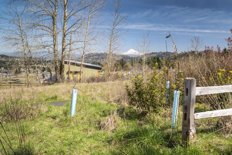 Parque De Powell Butte Em Portland Oregon Foto de Stock Imagem de