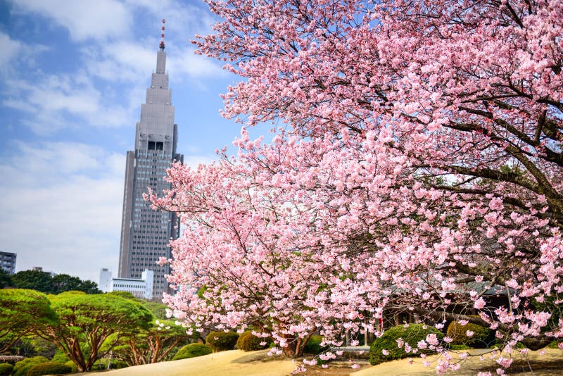 Parque de Shinjuku Gyoen na primavera fotos de stock Parque de Shinjuku Gyoen na primavera fotos de stock