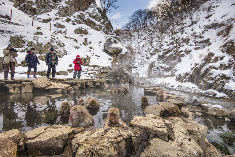 NAGANO - FEBRUARY 5: Tourist observe bathing monkeys at Jigokudani Monkey Park February 5, 2013 in Nagano, JP. NAGANO - FEBRUARY 5: Tourist observe bathing monkeys at Jigokudani Monkey Park February 5, 2013 in Nagano, JP.