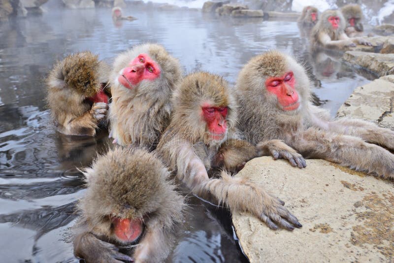 Macaques bath in hot springs in Nagano, Japan. Macaques bath in hot springs in Nagano, Japan.