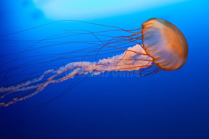A large jellyfish in the ocean is very beautiful,Ocean Park in Hong Kong. A large jellyfish in the ocean is very beautiful,Ocean Park in Hong Kong
