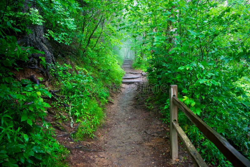 Great Smoky Mountains National Park and Blue Ridge Parkway, Green Trees and Foggy Mountain Cover with Green Trees. Great Smoky Mountains National Park and Blue Ridge Parkway, Green Trees and Foggy Mountain Cover with Green Trees