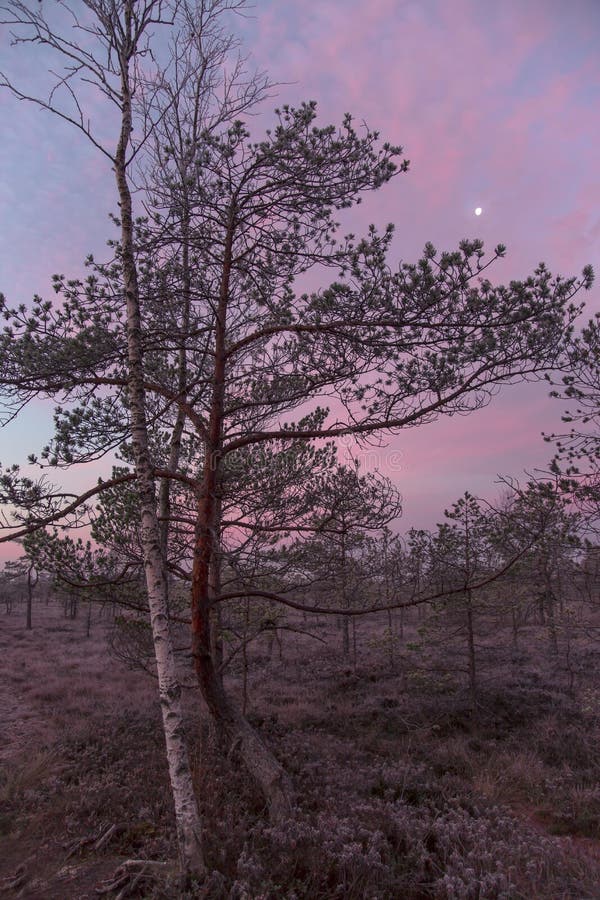 Parque nacional de Kemeri fotografia de stock