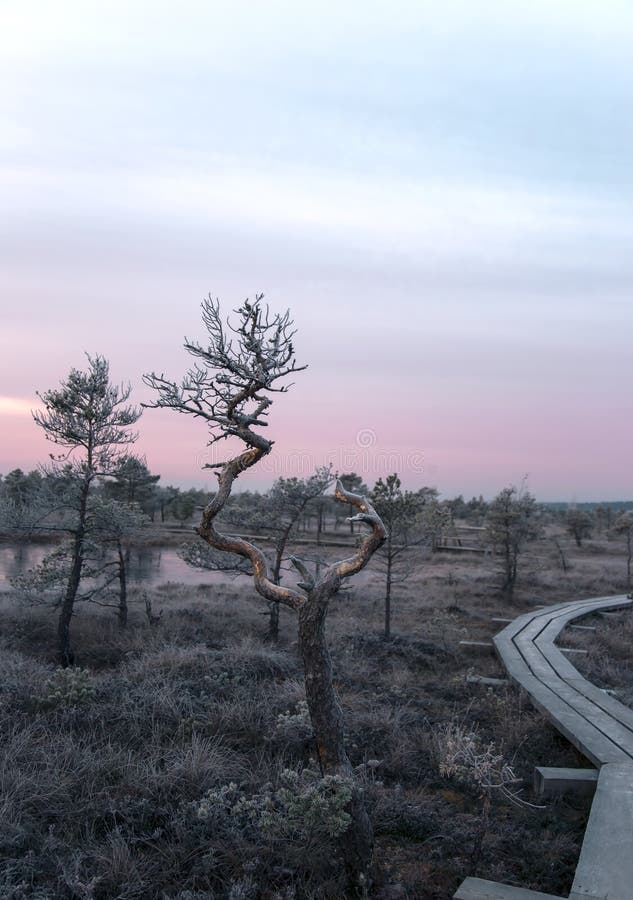 Parque nacional de Kemeri imagem de stock