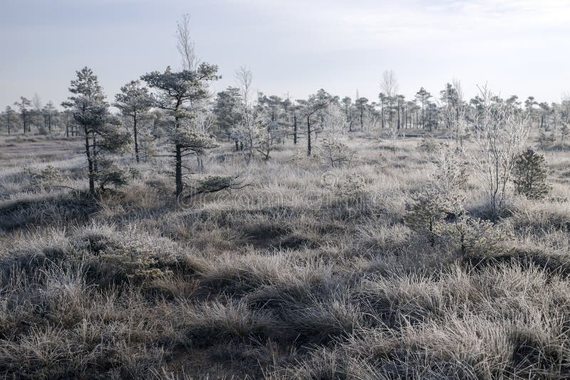Parque Nacional de Kemeri imagens de stock
