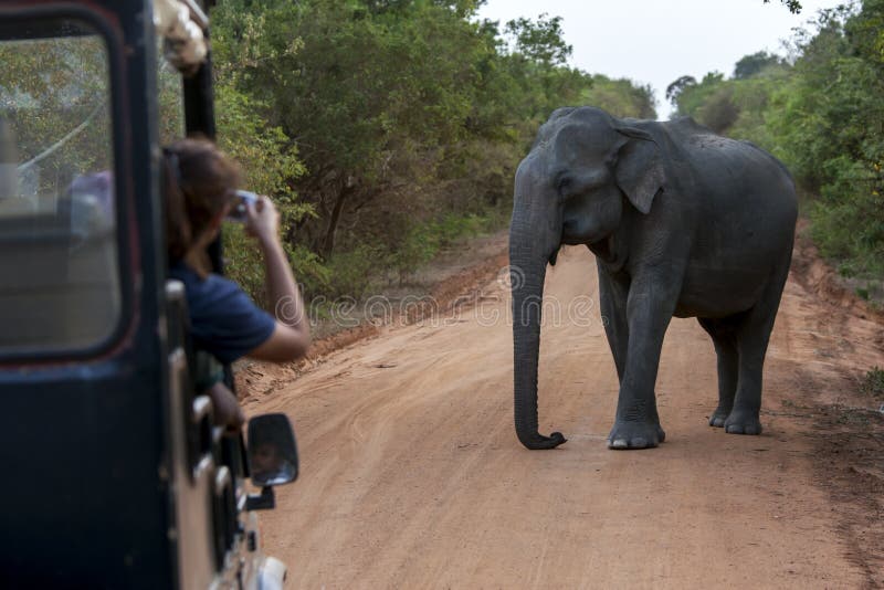 A lady takes a photo from a safari jeep of an elephant standing on the roadway within Yala National Park in southern Sri Lanka. A lady takes a photo from a safari jeep of an elephant standing on the roadway within Yala National Park in southern Sri Lanka.