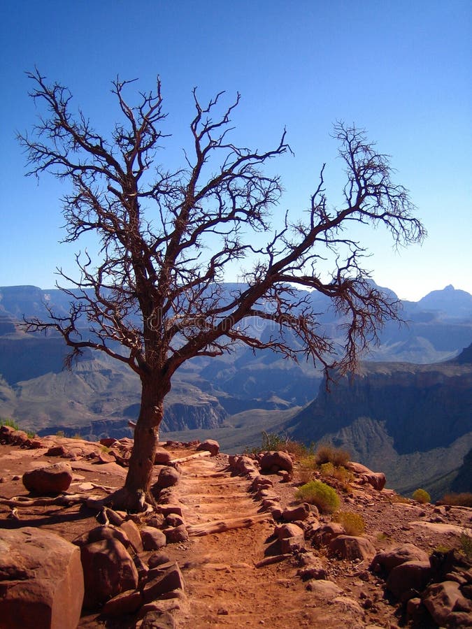 Árbol cerca del rastro en parque nacional del Gran Cañón imágenes de archivo libres de regalías Árbol cerca del rastro en parque nacional del Gran Cañón imágenes de archivo libres de regalías