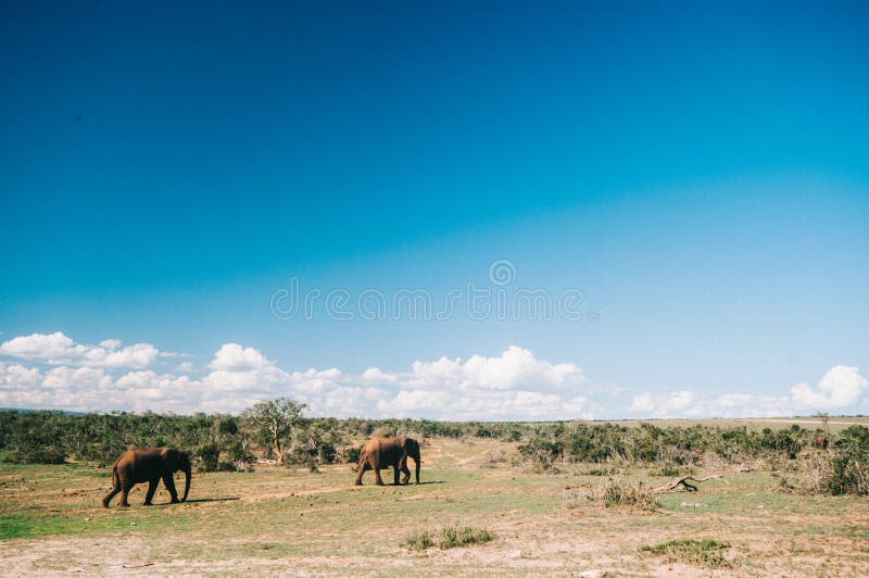 Parque nacional do elefante de Addo, cabo oriental, África do Sul fotografia de stock Parque nacional do elefante de Addo, cabo oriental, África do Sul fotografia de stock