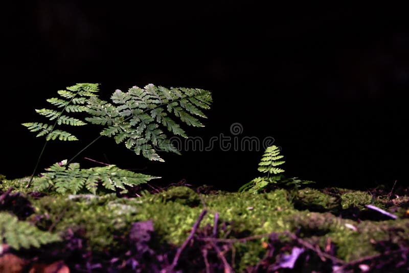 Parque nacional do vale de Cuyahoga foto de stock royalty free Parque nacional do vale de Cuyahoga foto de stock royalty free