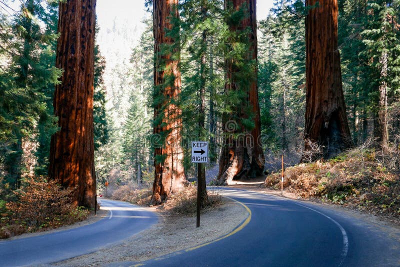 Southwest USA, Sequoia and Kings Canyon National Park California the worlds largest trees. Southwest USA, Sequoia and Kings Canyon National Park California the worlds largest trees