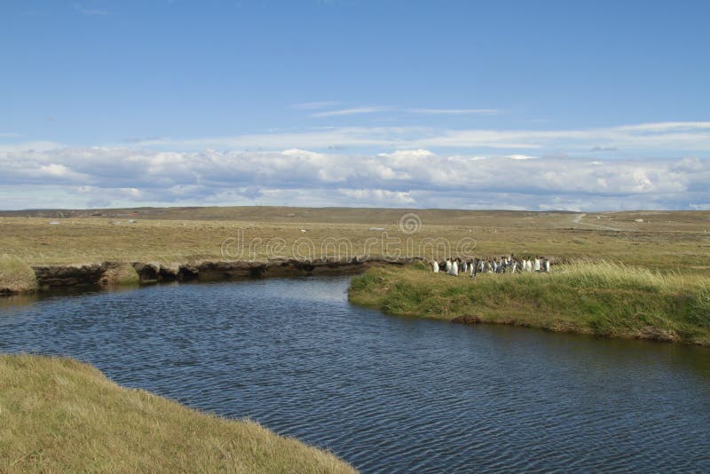 Download Parque Pinguino Rey - Królewiątko Pingwinu Park Na Tierra Del Fueg Obraz Stock - Obraz złożonej z chile, park: 57670469