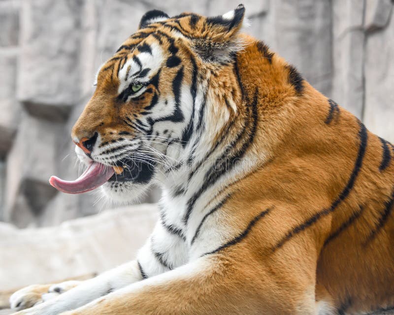 Parque zoológico de Tiger Sticking Tongue Out At fotografía de archivo Parque zoológico de Tiger Sticking Tongue Out At fotografía de archivo