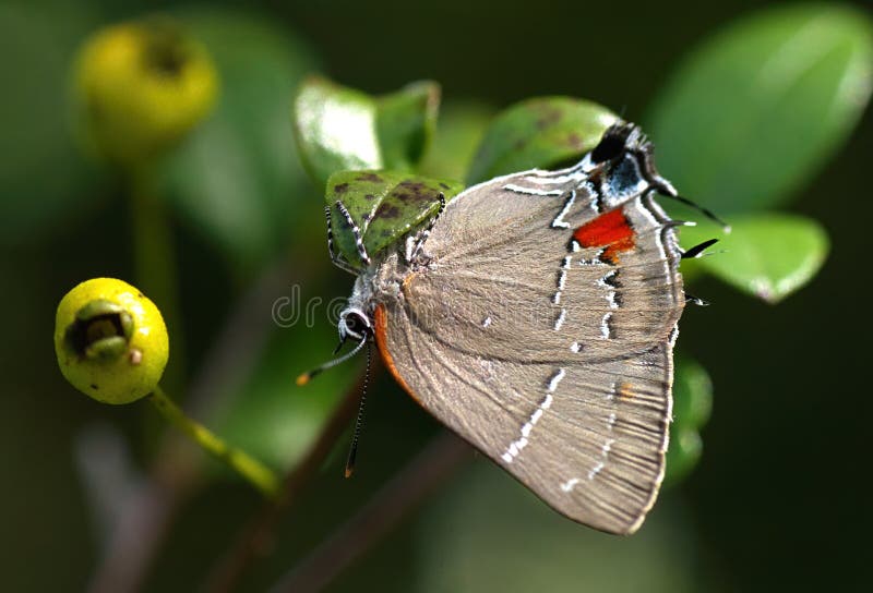 Parrhasius malbum a borboleta branca m hairstreak sobre a planta da suspensão simpson foto de stock royalty free Parrhasius malbum a borboleta branca m hairstreak sobre a planta da suspensão simpson foto de stock royalty free