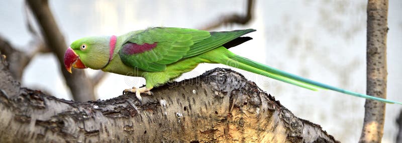 Pappagallino di Bourke fotografie stock