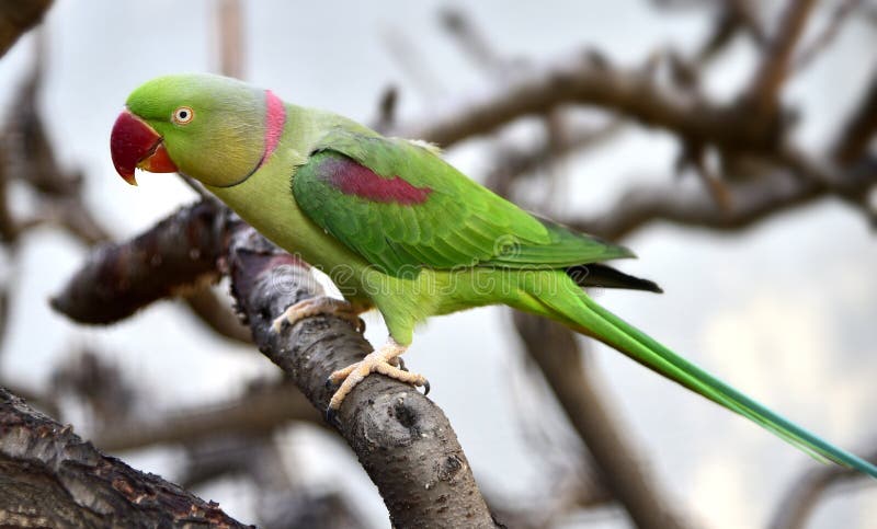 Parrocchetto alessandrino immagini stock libere da diritti