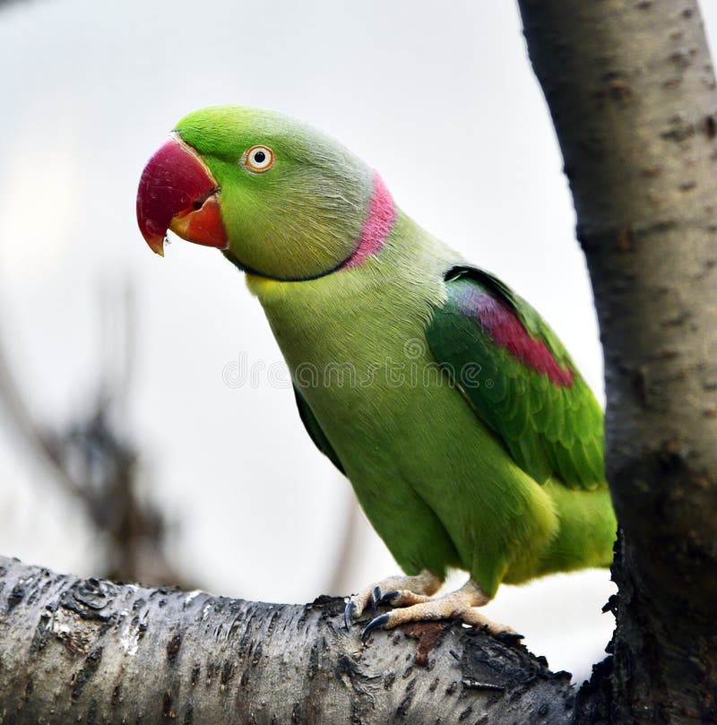 Parrocchetto di Bourke immagine stock libera da diritti