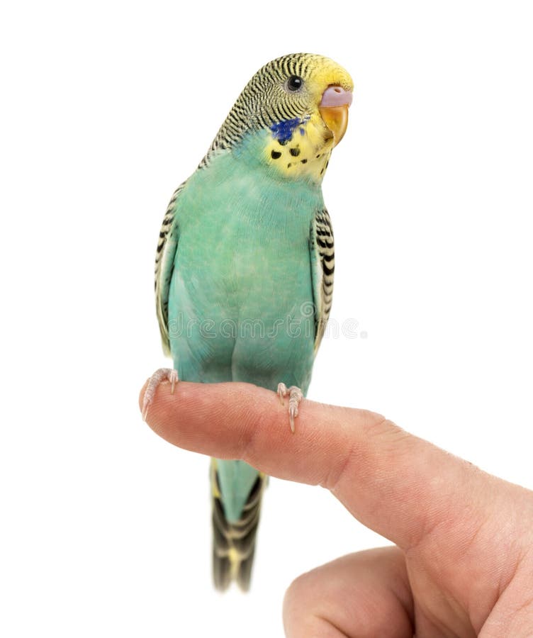 Parrocchetto di pappagallino ondulato appollaiato su un dito