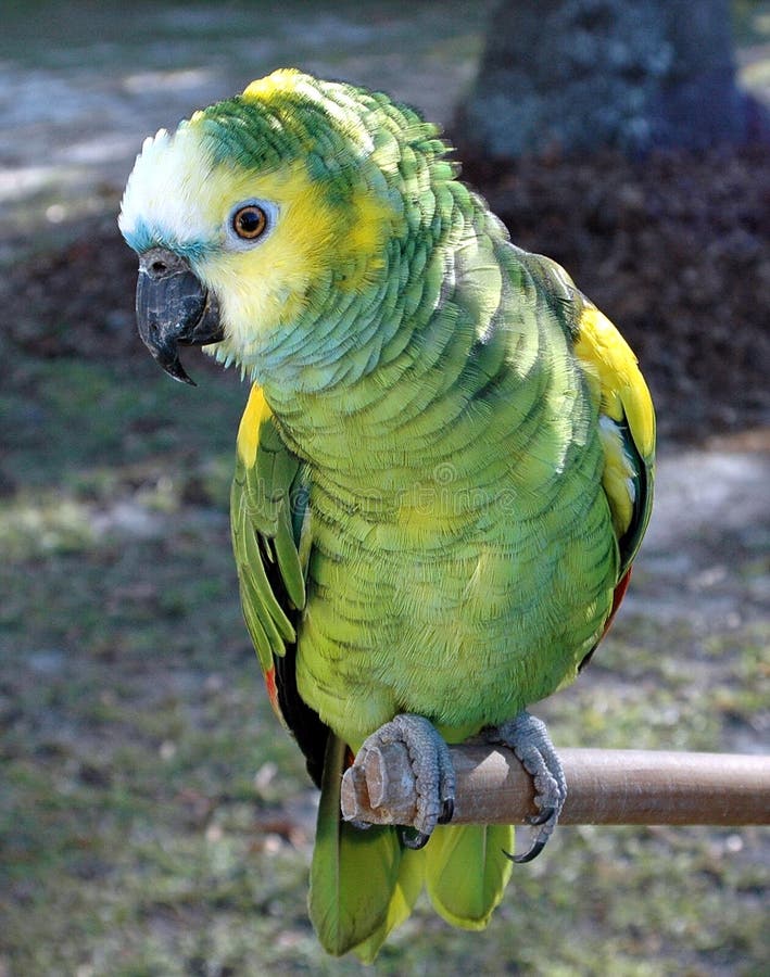Verde pappagallo sul suo pertica.