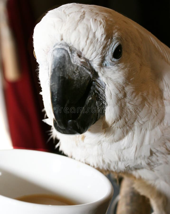 471 Drinking Parrot Stock Photos Free & RoyaltyFree Stock Photos