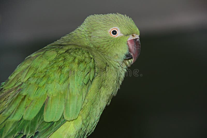 Eclectus Parrot Having a Shower Stock Image Image of parrot