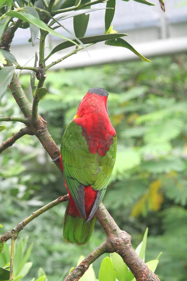 Parrot royalty free stock photography