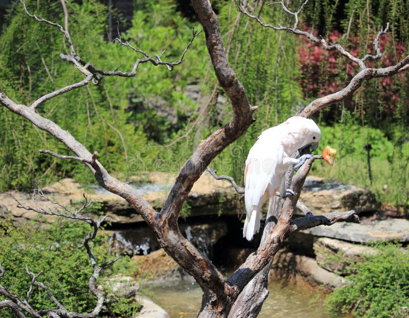 Parrot Attempts Bite of Apple Stock Image Image of hungry