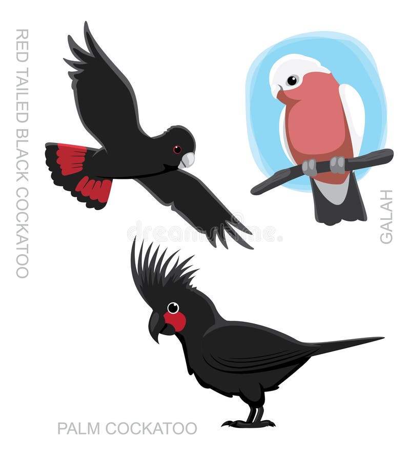 Parrot Australian Cockatoo Cartoon Vector Illustration Stock Vector - Illustration of education, name: 61117107 Parrot Australian Cockatoo Cartoon Vector Illustration Stock Vector - Illustration of education, name: 61117107