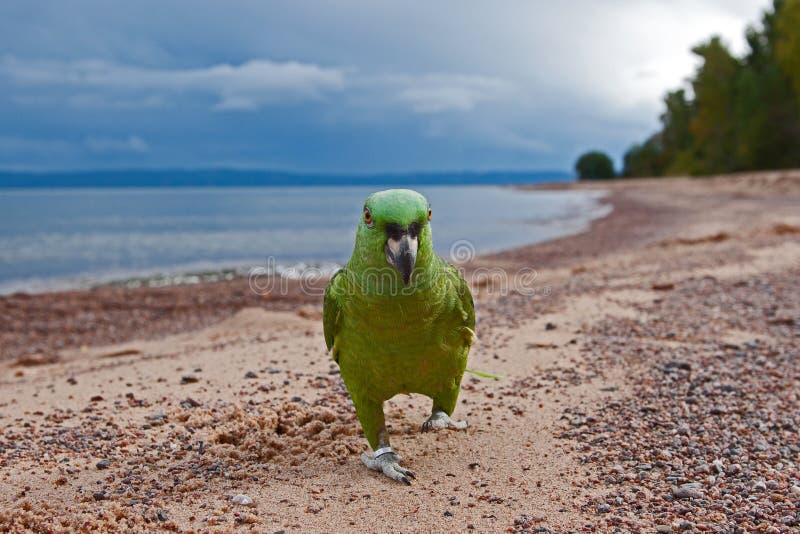 Parrot by the beach