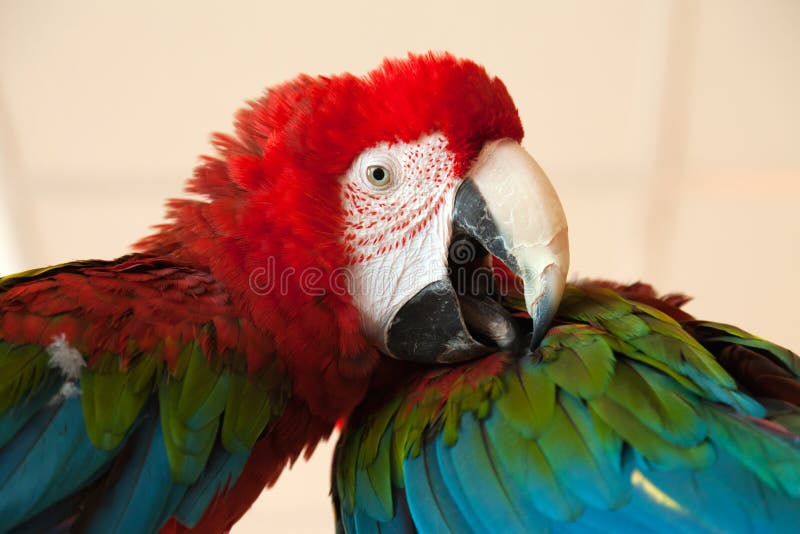 Parrot bird royalty free stock images Parrot bird royalty free stock images