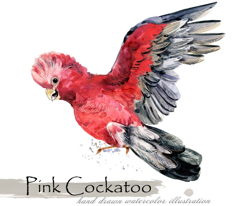 Bird With Red Chest Feathers Watercolor Large Blank Greeting Note Card NEW