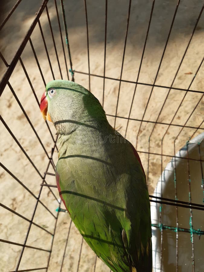 Parrot Bird Inside the House. Stock Photo Image of tree, forest