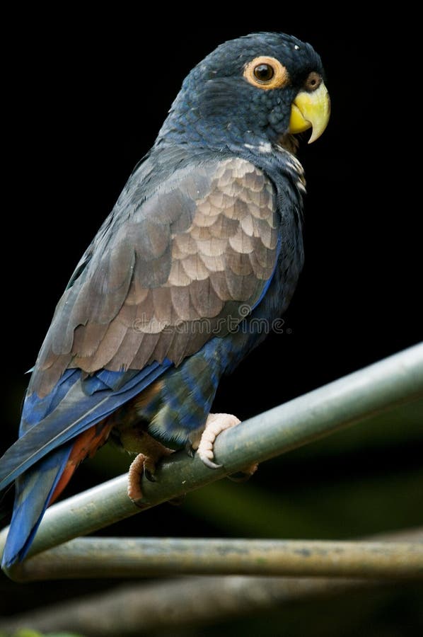 Parrot black background stock images
