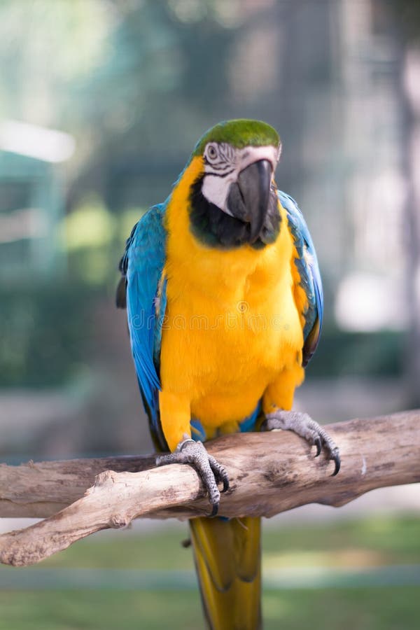 Parrot blue yellow With Background