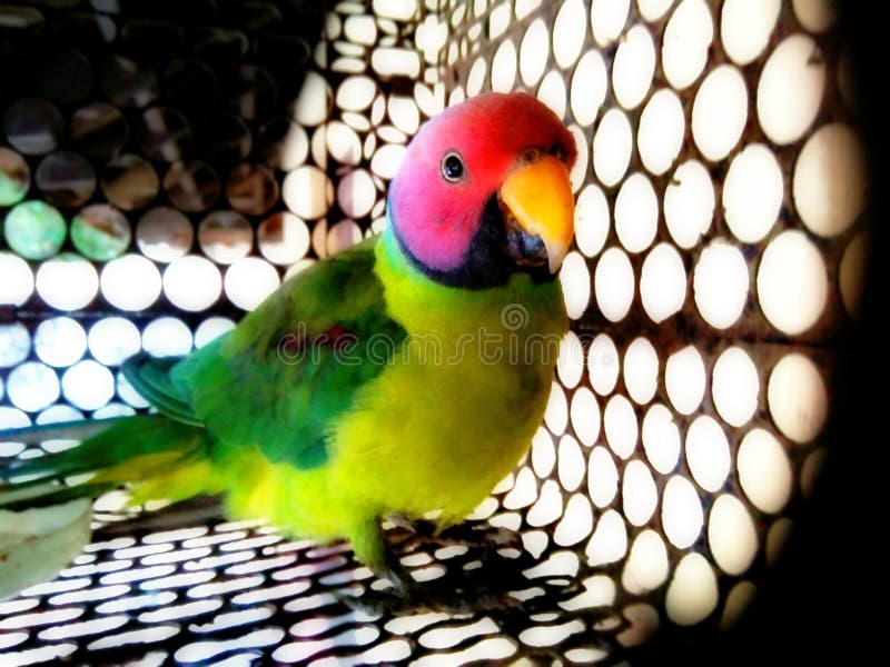 Parrot stock photo. Image of parrot, colourful, cage 104153744