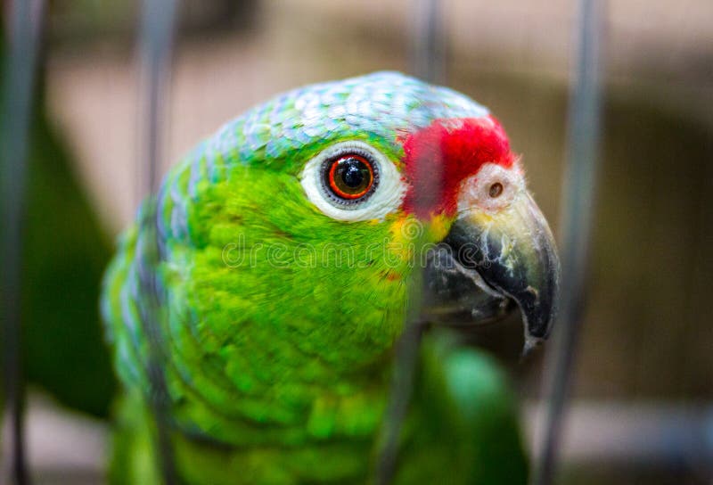 Parrot in cage stock photo. Image of feathers, daytime 66337574
