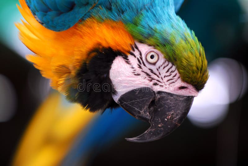 parrot closeup