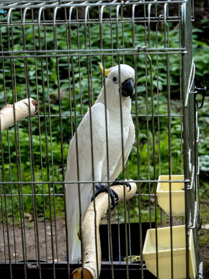 Parrot Cockatoo in a Cage on a Green Natural Background Stock Image